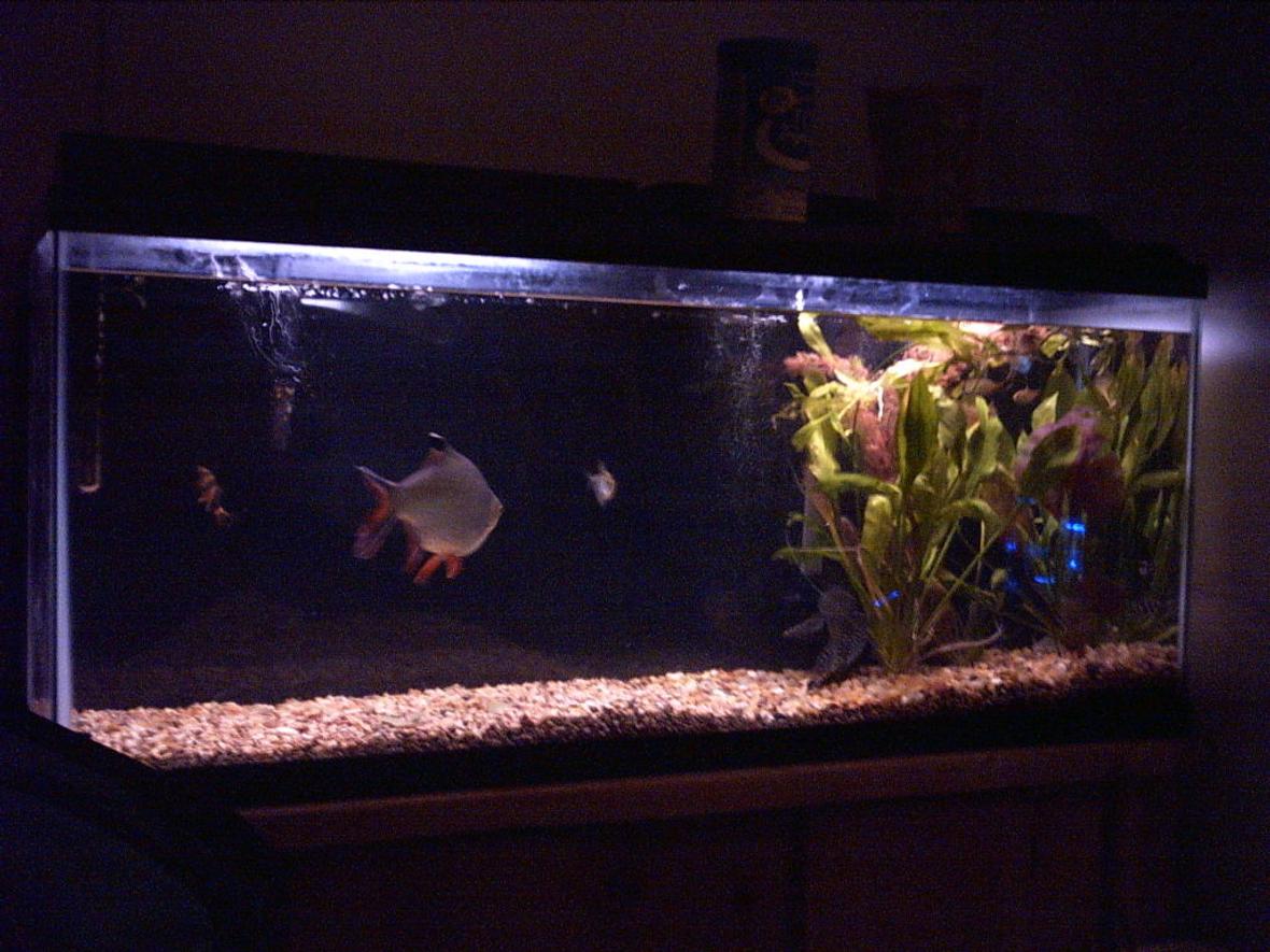 140 gallons freshwater fish tank (mostly fish and non-living decorations) - my old tank 55g