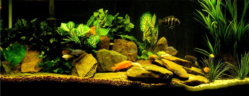Rated #205: Freshwater Fish - Cyphotilapia Frontosa - Frontosa Cichlid Stocking In 29 Gallons Tank - Another Setup