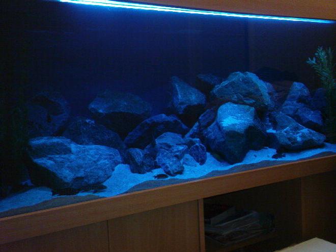 180 gallons freshwater fish tank (mostly fish and non-living decorations) - Rescape Mbuna tank