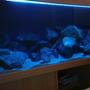 180 gallons freshwater fish tank (mostly fish and non-living decorations) - Rescape Mbuna tank