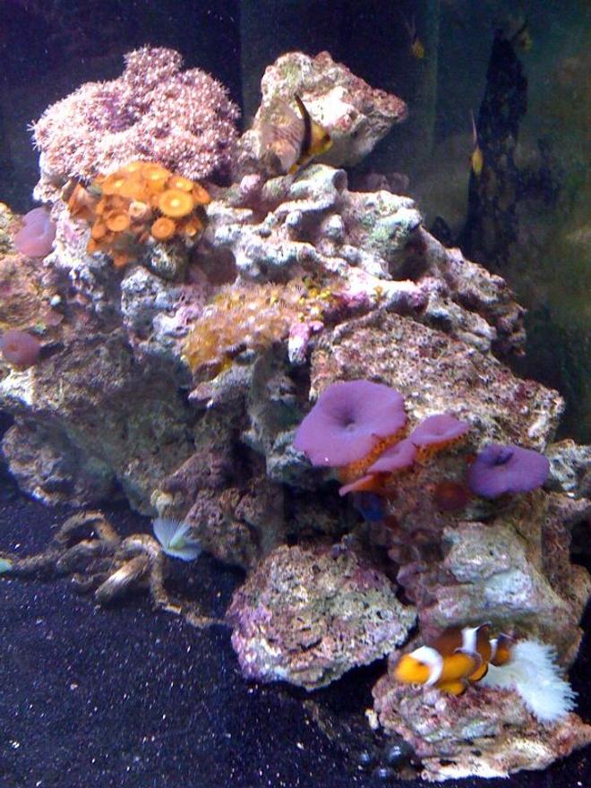 corals inverts - actinodiscus sp. - mushroom stocking in 54 gallons tank - Mushrooms