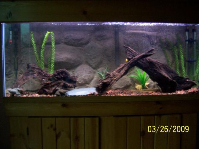 55 gallons freshwater fish tank (mostly fish and non-living decorations) - 55 gallon freshwater tank housing African clawed frogs and apple snails, DIY background