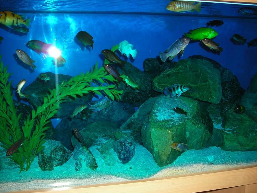 Rated #82: Freshwater Fish - Cyphotilapia Frontosa - Frontosa Cichlid Stocking In 180 Gallons Tank - Mbuna tank