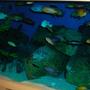 freshwater fish stocking in 180 gallons tank - Mbuna tank 2nd pic