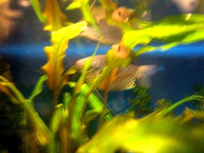 freshwater fish - trichogaster trichopterus - blue gourami stocking in 10 gallons tank - One of my old guppies and my gourami, Gabby.