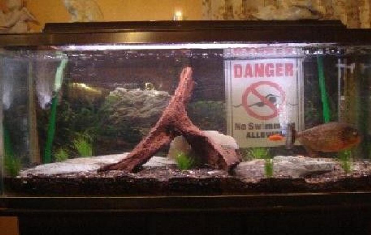 33 gallons planted tank (mostly live plants and fish) - Day 1 trying to grow a bed of underwater grass