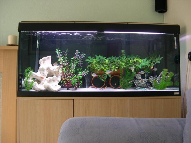 52 gallons freshwater fish tank (mostly fish and non-living decorations) - our freshwater tank