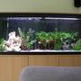 52 gallons freshwater fish tank (mostly fish and non-living decorations) - our freshwater tank