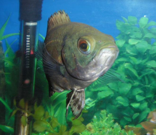 freshwater fish - astronotus ocellatus - tiger oscar stocking in 55 gallons tank - Hermes! (Oscar)