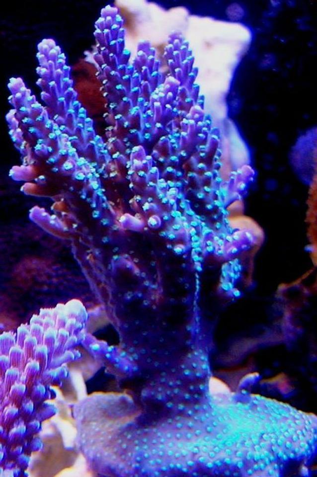 corals inverts - acropora sp. - acropora coral stocking in 120 gallons tank - Garf purple bonsai
