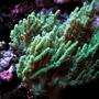 corals inverts - nepthea sp. - neon green nepthea stocking in 120 gallons tank - GREEN RARE NEPTHEA