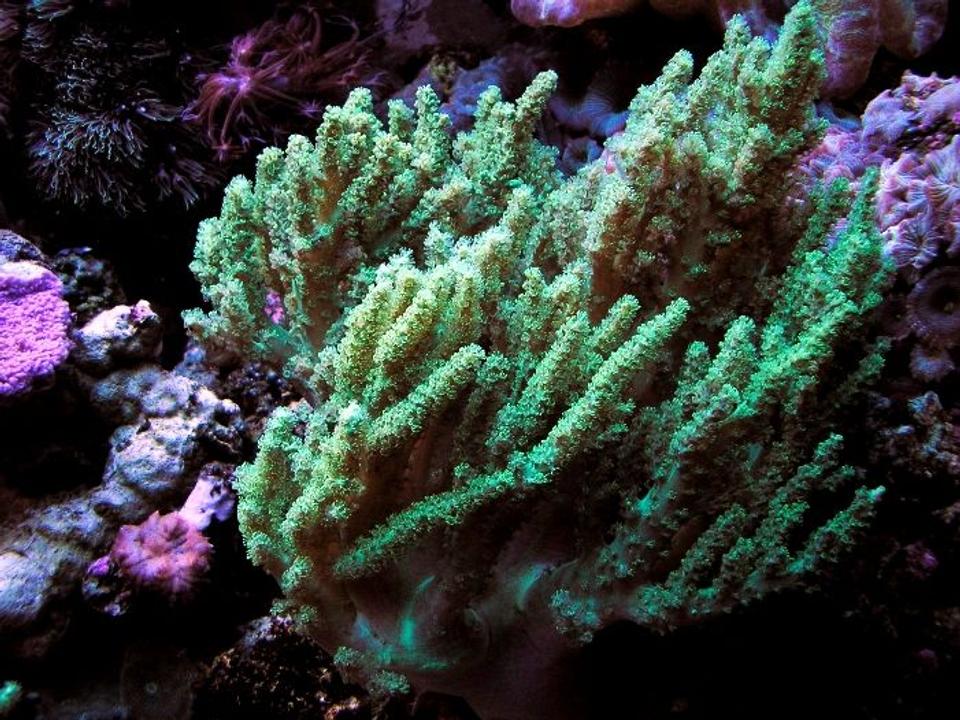 corals inverts - nepthea sp. - neon green nepthea stocking in 120 gallons tank - GREEN RARE NEPTHEA