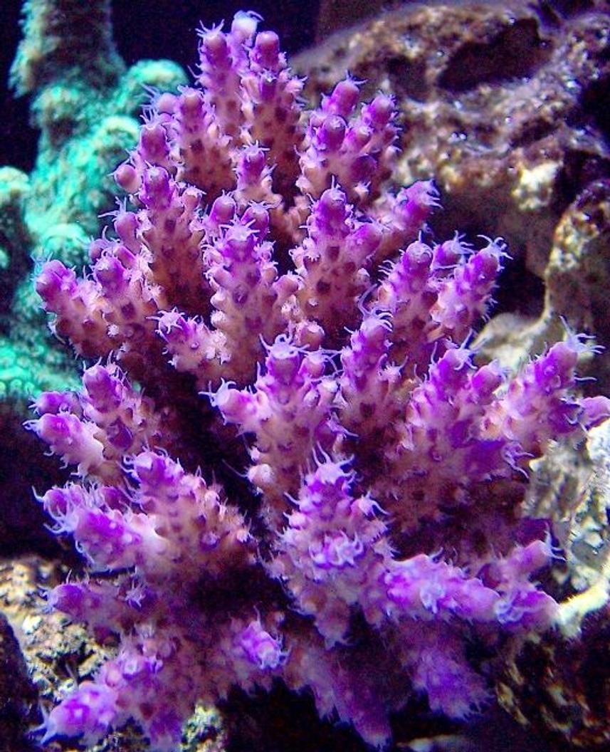 Rated #1: Corals Inverts - Acropora Sp. - Purple Tip Acropora Stocking In 120 Gallons Tank - I call this purple ice
