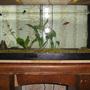 50 gallons freshwater fish tank (mostly fish and non-living decorations) - My 50 gallon Tank (not complete)