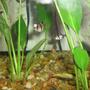 freshwater fish - puntius tetrazona - tiger barb stocking in 50 gallons tank - My new Tiger Barbs Tigger, Balaam, and Shere Khan.