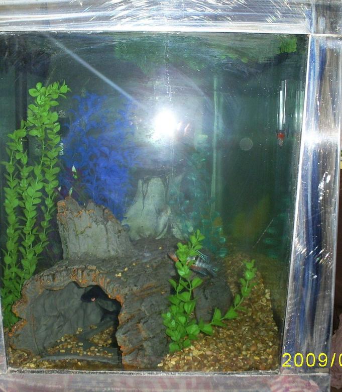 100 gallons freshwater fish tank (mostly fish and non-living decorations) - left end were the iridescents hang out
