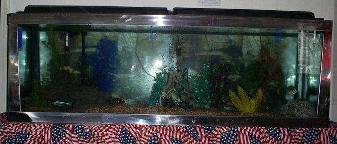 100 gallons freshwater fish tank (mostly fish and non-living decorations) - another front shot