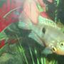 freshwater fish - thorichthys meeki - firemouth cichlid stocking in 100 gallons tank - firemouth "my favorite"