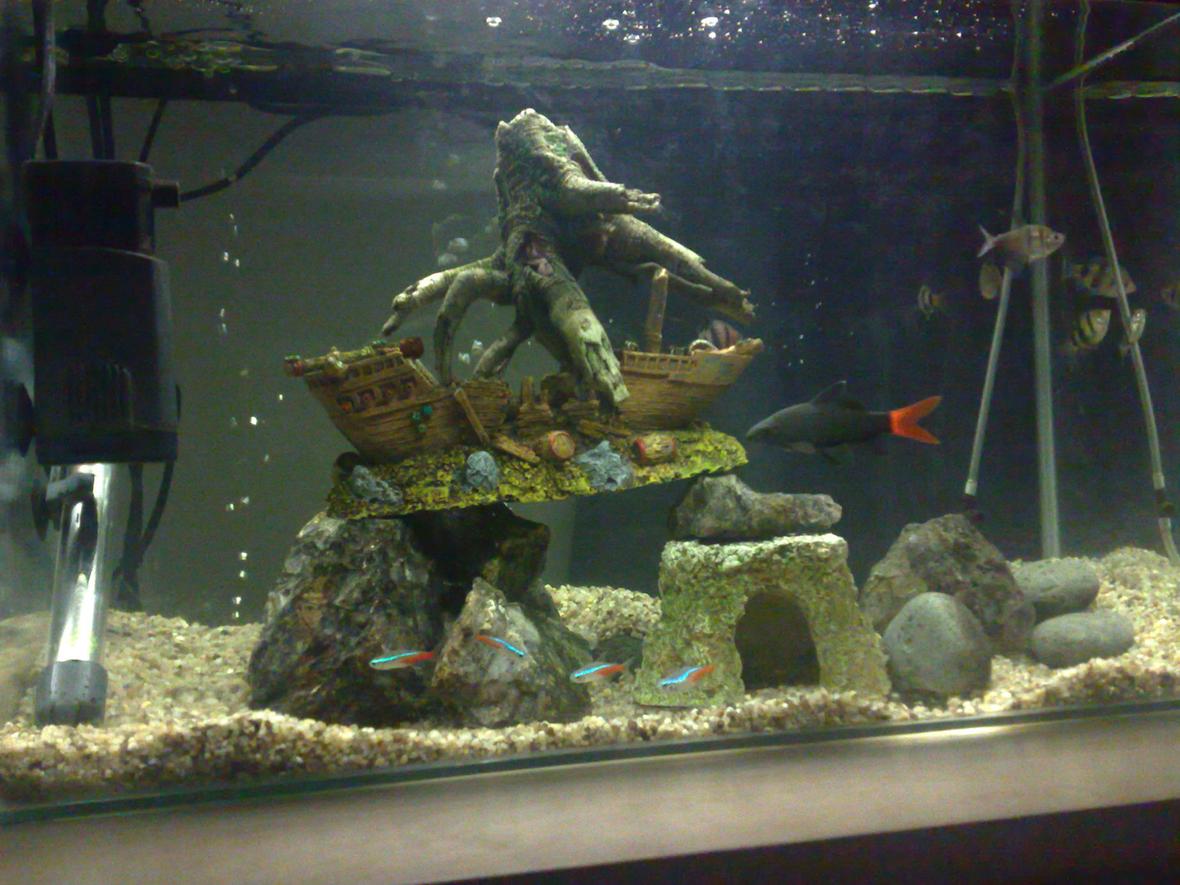 15 gallons freshwater fish tank (mostly fish and non-living decorations) - my fish tank
