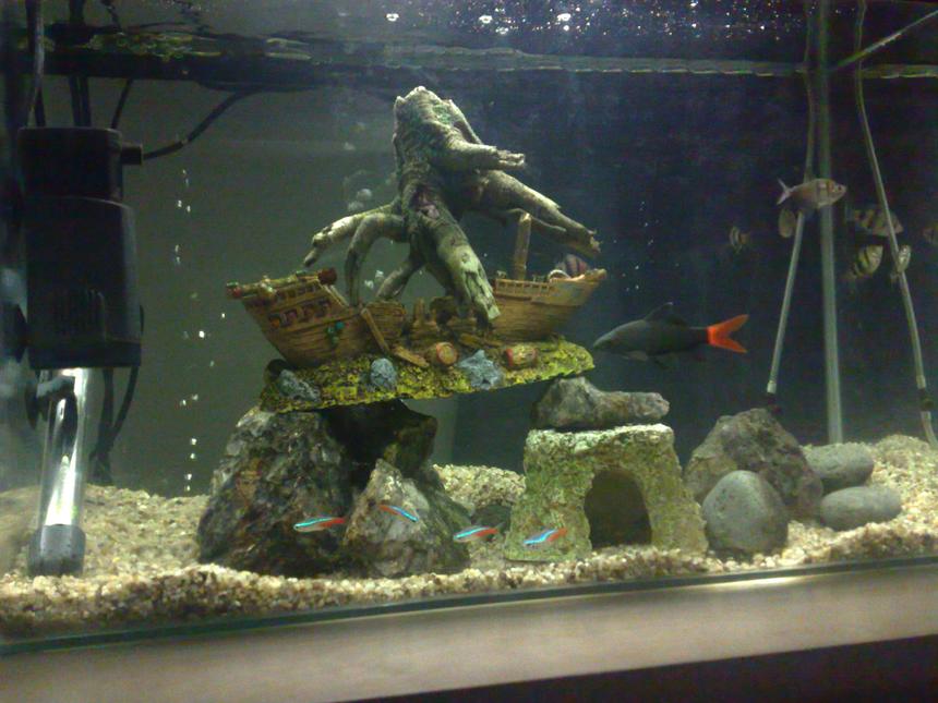 Rated #4055: 15 Gallons Freshwater Fish Tank - my fish tank
