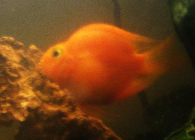 freshwater fish - heros severus x amphilophus citrinellum - blood parrot stocking in 15 gallons tank - Blood Parrot Cichlid