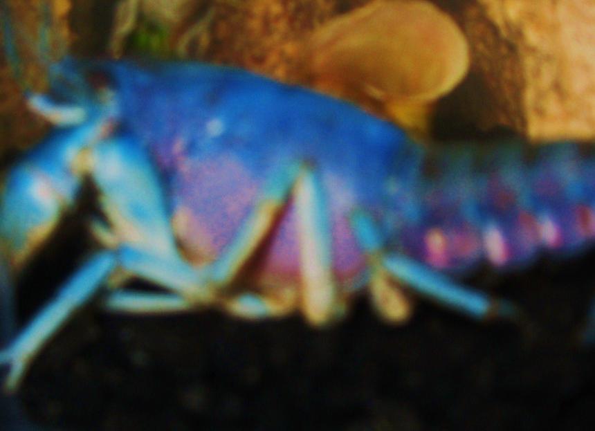 Rated #81: Corals Inverts - Procambarus Sp. - Hammers Cobalt Blue Lobster Stocking In 15 Gallons Tank - Electric Blue Lobster