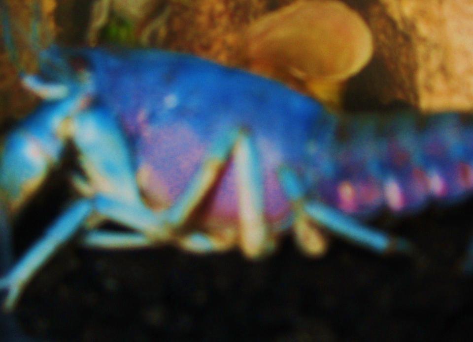 corals inverts - procambarus sp. - hammers cobalt blue lobster stocking in 15 gallons tank - Electric Blue Lobster