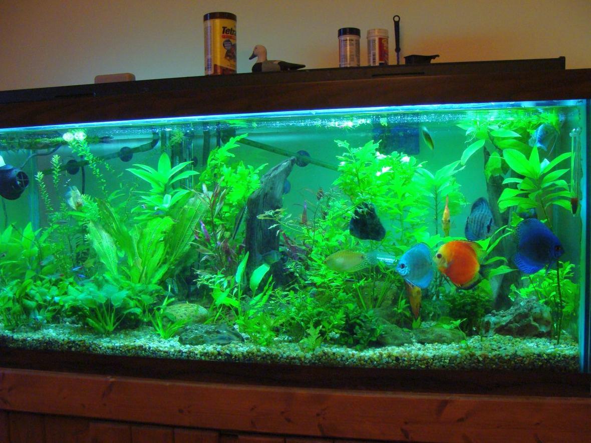 75 gallons planted tank (mostly live plants and fish) - 75gal, about 8mos, FISH: Discus: 2xfire red; 2xturqoise; 1xmarlboro; 1xcobalt; 1xblue diamond. 2xgold gourami, 2xblue gourami, maybe a dozen each of neon and rummynose, a few hatchets and zebra danio, 2xblack skirt tetra, 1xSAE, 1xKribensis, 5xCory cat, 2xClown loach, 3xOtto, 1xbosemani and one big pleco. PLANTS: Indian Fern, Madagascar Lace, Crypts, Alternanthera Reinickii roseofola, Java Fern, melon sword, crypt wendtii, some wysteria, ludwigia arculata, more i'm probably forgetting...