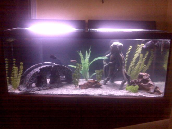 75 gallons freshwater fish tank (mostly fish and non-living decorations) - 75 whole tank picture