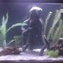 fish tank picture - Right half of tank