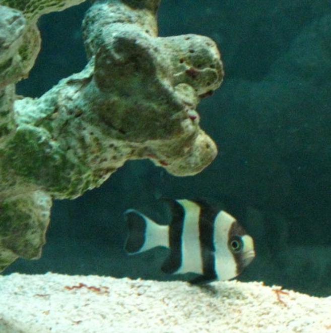 saltwater fish - dascyllus melanurus - four stripe damselfish stocking in 50 gallons tank - Black and Yellow Damsel