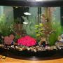 30 gallons freshwater fish tank (mostly fish and non-living decorations) - 30 gallon bowfront