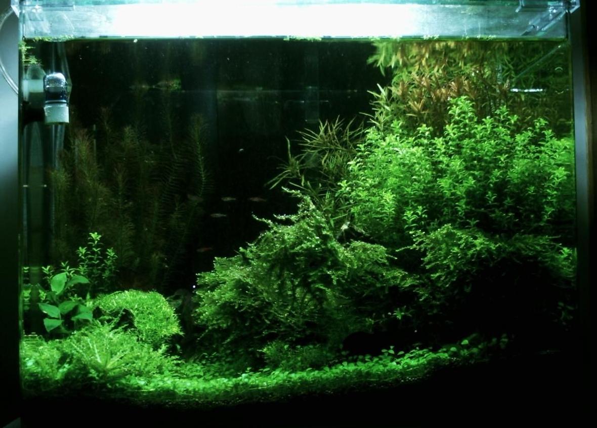 10 gallons planted tank (mostly live plants and fish) - Cocoon 7
