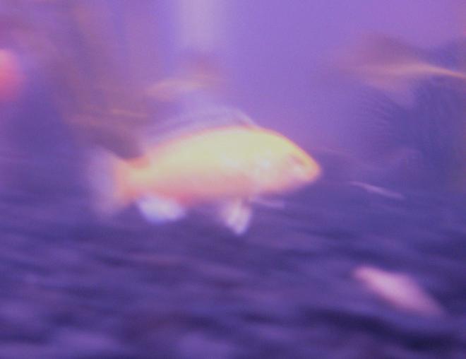 freshwater fish - labidochromis caeruleus - electric yellow cichlid stocking in 15 gallons tank - Yellow African Cichlid