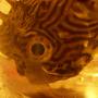 saltwater fish - chilomycterus schoepfi - spiny box puffer stocking in 120 gallons tank - Parasite?