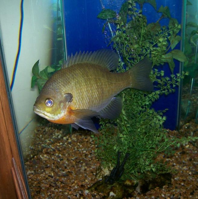 freshwater fish - lepomis macrochirus - bluegill sunfish stocking in 40 gallons tank - 10" Bluegill Sunfish from Minnesota.