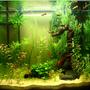 90 gallons planted tank (mostly live plants and fish) - My new Tank !