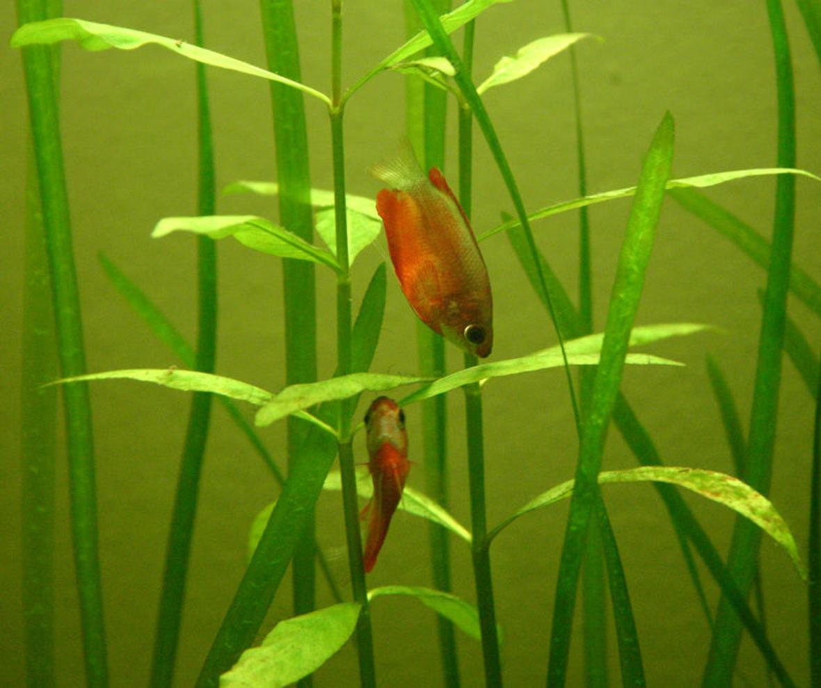 freshwater fish - colisa chuna - honey dwarf gourami stocking in 90 gallons tank - Colisia Chuna