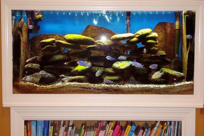 Rated #87: 90 Gallons Freshwater Fish Tank - 90 gallon in wall tank with bookshelf