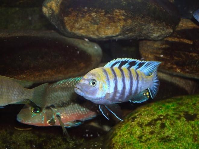 freshwater fish - cynotilapia afra - afra cichlid stocking in 90 gallons tank - cynotilapia afra cobue male