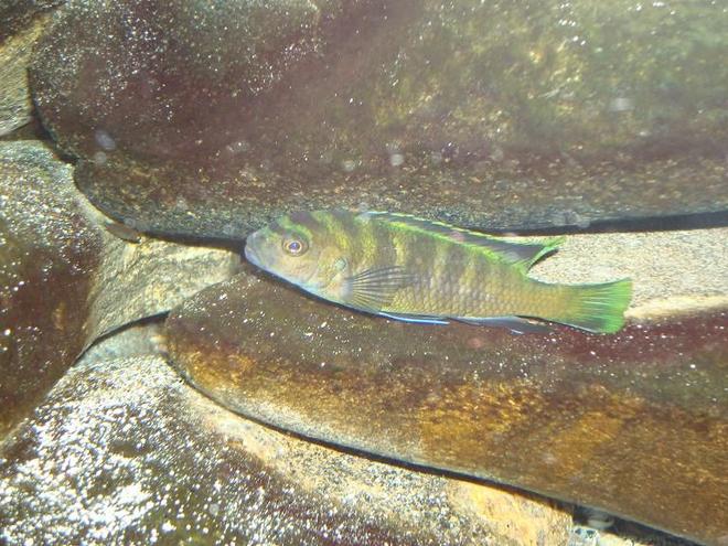 freshwater fish - pseudotropheus flavus stocking in 90 gallons tank - Pseudotropheus Flavus and one of his fry