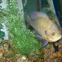 freshwater fish - lepomis macrochirus - bluegill stocking in 40 gallons tank - BlueGill Sunfish