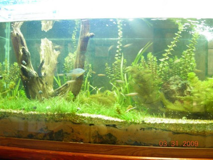 Rated #157: 180 Gallons Planted Tank - Full tank shot.