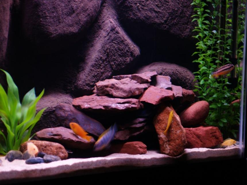 Rated #235: Freshwater Fish - Pseudotropheus Estherae - Red Zebra Cichlid Stocking In 55 Gallons Tank - African Cichlids, 55 Gallon