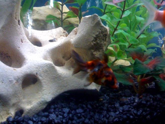 freshwater fish - carassius auratus - fantail goldfish, calico stocking in 30 gallons tank - One of my fish, Fancy Goldfish. He is much bigger now! Will update sometime.