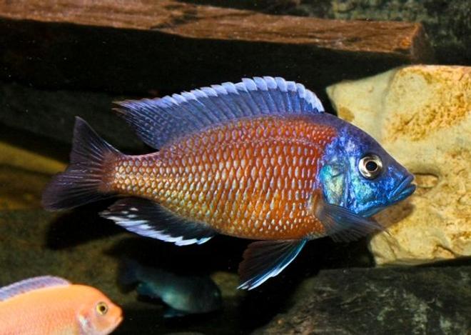 freshwater fish - copadichromis borleyi - red fin kadango stocking in 80 gallons tank - Copadichromis Borleyi -  Red Fin Kadango