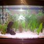 152 gallons planted tank (mostly live plants and fish) - my small planted tank