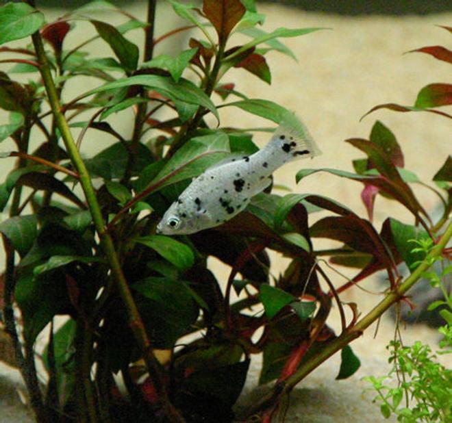 freshwater fish - poecilia latipinna - dalmatian molly stocking in 90 gallons tank - dalmation molly fish