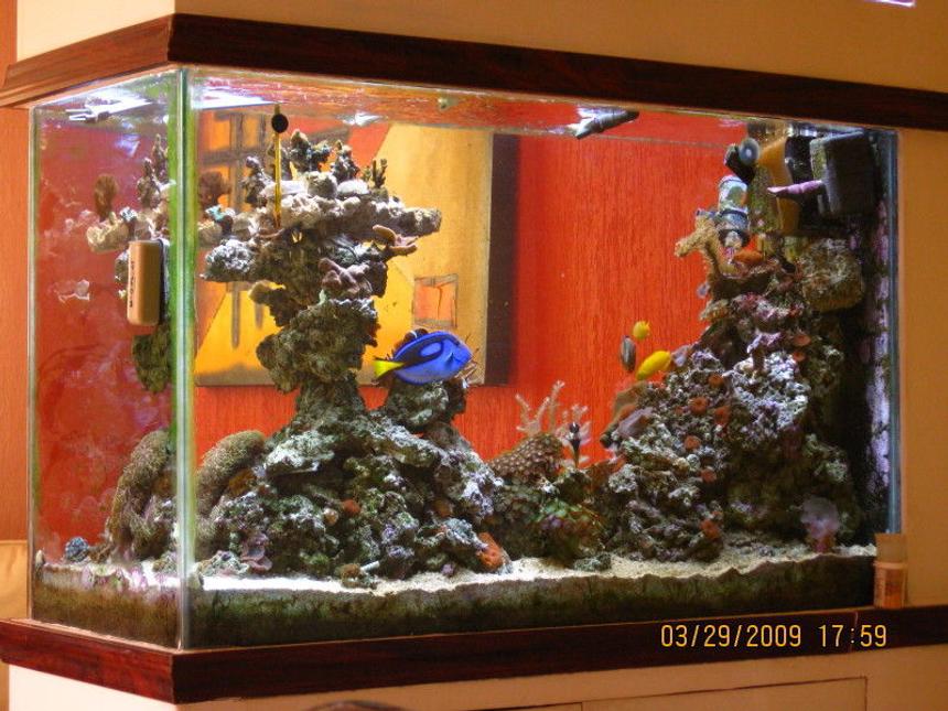 Rated #3: 90 Gallons Saltwater Fish Tank - Another from ther rear view