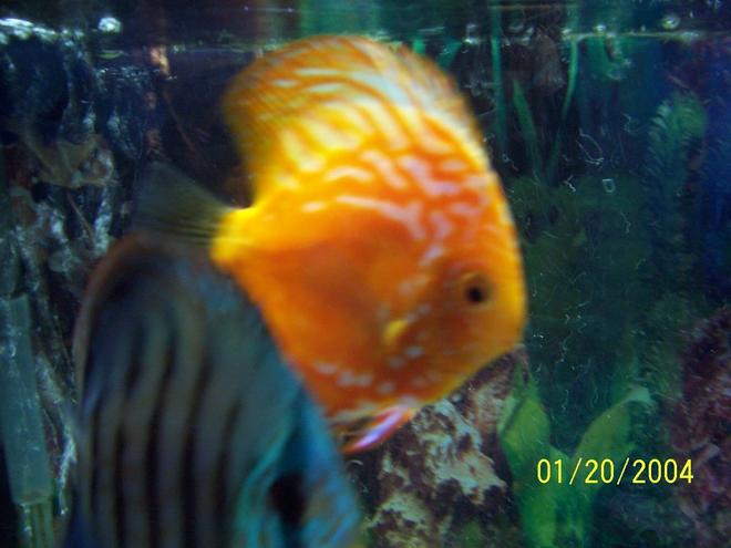 freshwater fish - symphysodon spp. - pigeon blood discus stocking in 55 gallons tank - red pigeon blood discus